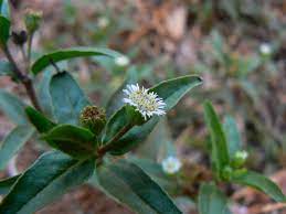 Brahmi for hair growth