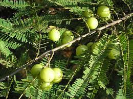 amla for hair growth