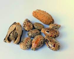 castor oil for hair growth